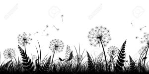 dandelions