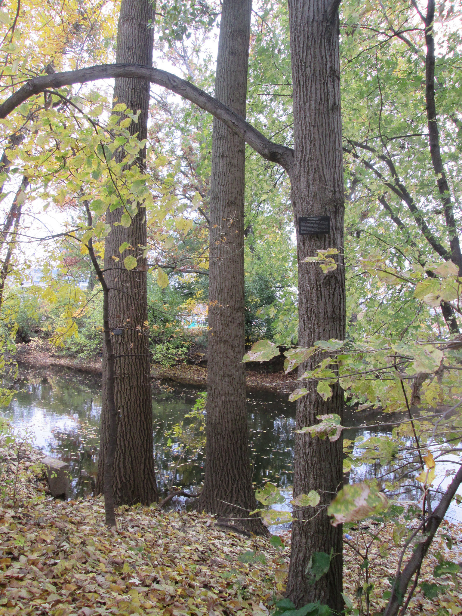 MSU Botanical Garden.jpg