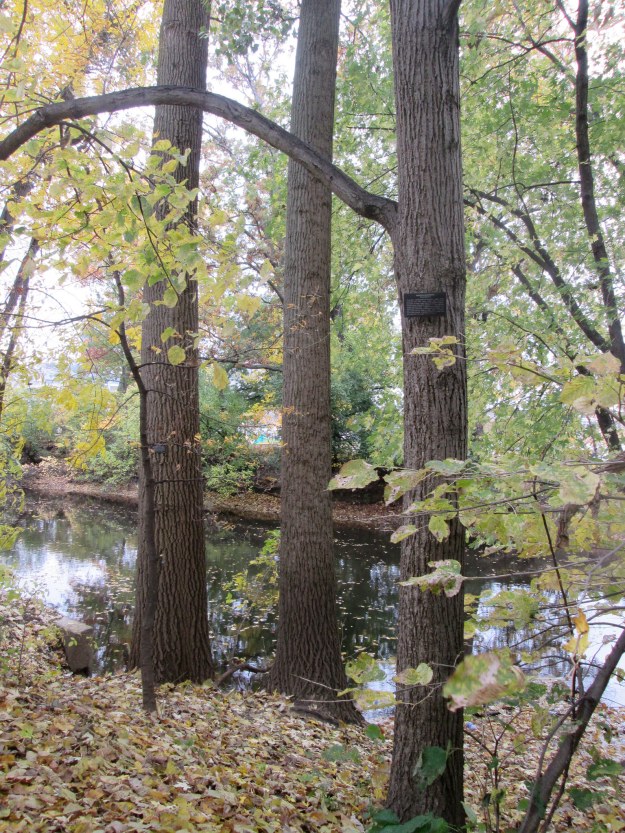 MSU Botanical Garden.jpg